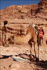 25 Camel